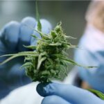 Decoding the Hype Surrounding this New Cannabinoid